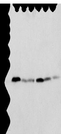 SPCS2 Antibody
