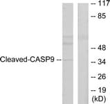 CASP9 / Caspase 9 Antibody (aa281-330)