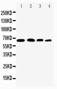 RELA / NFKB p65 Antibody (aa143-158)