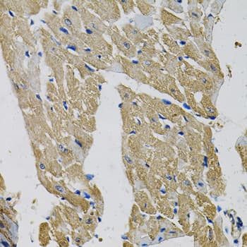 Polyclonal Rabbit anti-Human EIF3H / EIF3S3 Antibody (IHC, IF, WB)