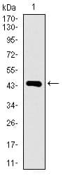 DNAL4 / Dynein Light Chain 4 Antibody (aa1-105, clone 3C10A4)