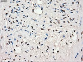 SLC7A8 / LAT2 Antibody (clone OTI7D6)