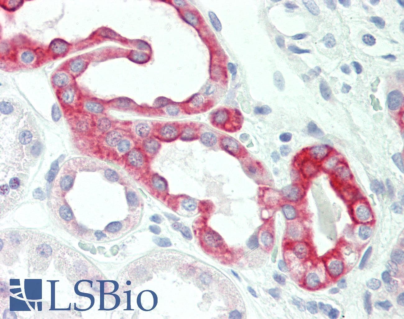 CLDN8 / Claudin 8 Antibody (C-Terminus)
