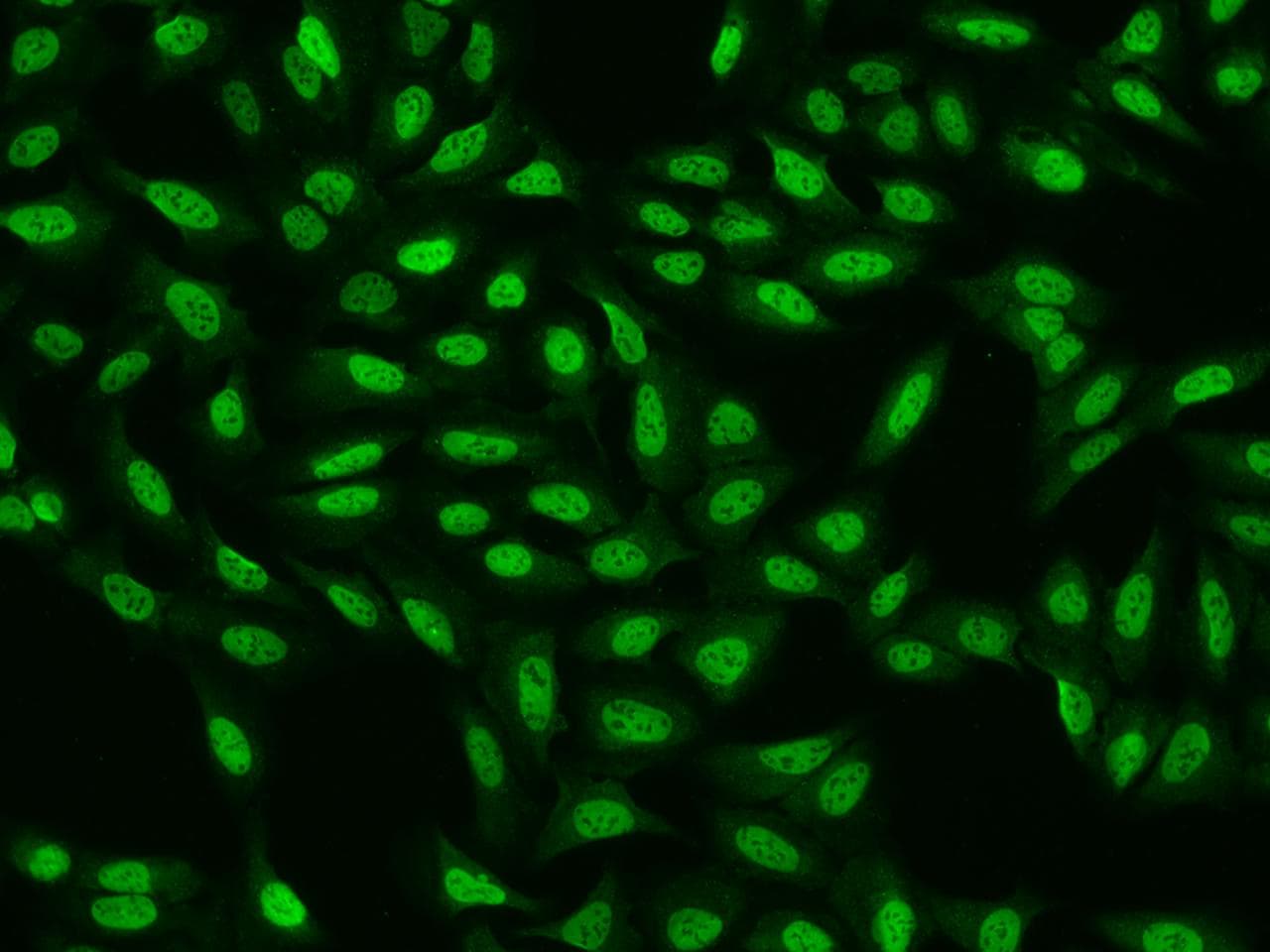 CDC26 Antibody