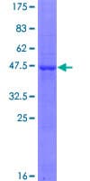 Human METTL10 Protein (Recombinant GST)