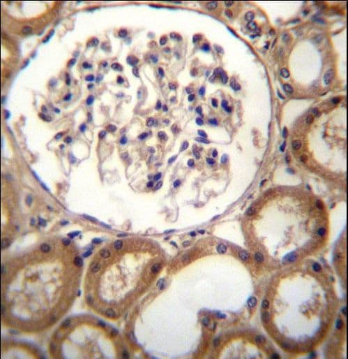 CLEC18A Antibody (aa338-367)