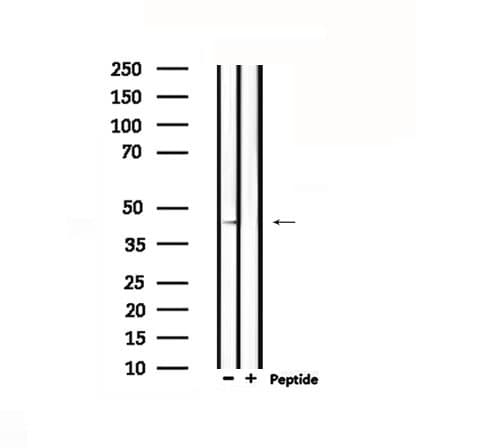 DRD4 / Dopamine Receptor D4 Antibody