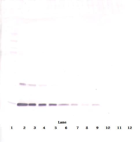 Leptin Antibody
