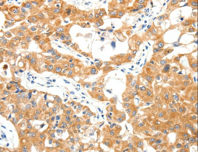 TRAF3 Antibody