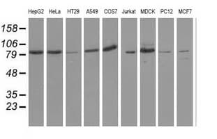 OSBPL11 Antibody (clone OTI7B3)