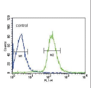 Polyclonal Rabbit anti-Human ALB / Serum Albumin Antibody (aa540-569, IHC, WB)