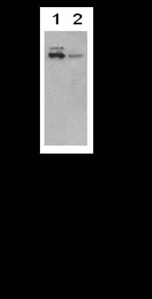 IHC-plus™ PTGS2 / COX2 / COX-2 Antibody