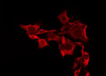 OR10A7 Antibody