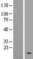 TMEM133 Protein (Over-Expression Lysate Myc-DDK (Flag))