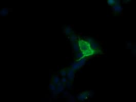 MDM4 / MDMX Antibody (clone OTI2B8, Carrier-free)