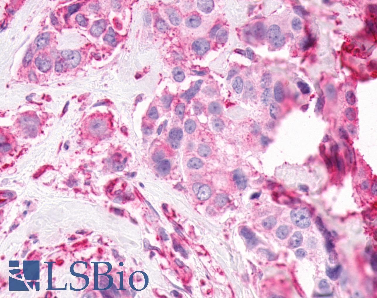 PathPlus™ GPR61 Antibody (N-Terminus)