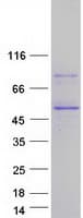 Human PCBP4 Protein (Recombinant Myc-DDK (Flag))