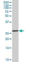 NKX2-5 Antibody (clone 1E4-G5)