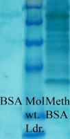 Methyl-Lysine Antibody