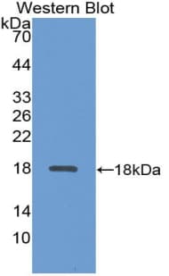 SDC4 / Syndecan 4 Antibody (aa20-147)