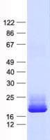 Human RNASE11 Protein (Recombinant His, N-Terminal)