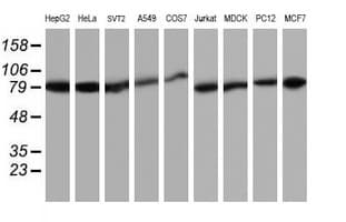 TRAP1 / HSP75 Antibody (clone OTI1A1)