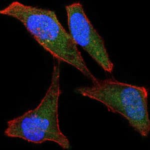 IHC-plus™ Monoclonal Mouse anti-Human BPIFB1 Antibody (clone 2A5, IHC, IF, WB)