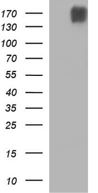 PLB1 Antibody (clone OTI1B3)