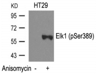 ELK1 Antibody
