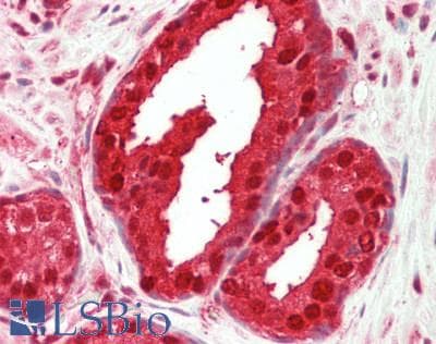 MAT2A Antibody (Internal)