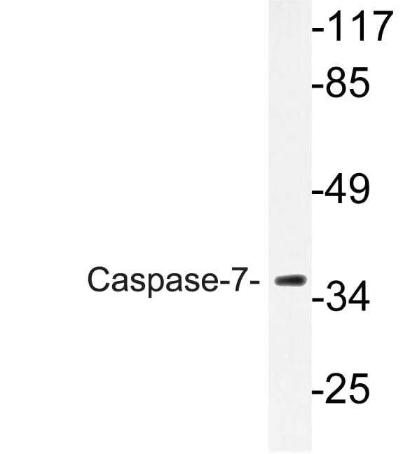 CASP7 / Caspase 7 Antibody (aa45-94)