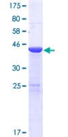 Human USP47 Protein (Recombinant GST)