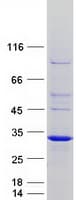 Human RND2 Protein (Recombinant Myc-DDK (Flag))