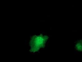 Monoclonal Mouse anti-Human IL36A Antibody (clone OTI3A12, IF, WB)