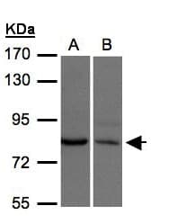 XPR1 Antibody (aa1-45)
