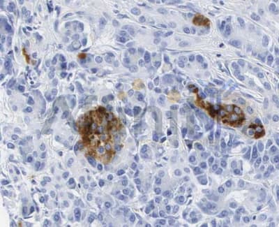 Polyclonal Rabbit anti-Human T4 Tag Antibody (IHC, IF, WB)