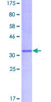 Human KCNE1 / MinK Protein (Recombinant GST)