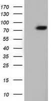 ARHGAP25 Antibody (clone OTI2D6, Carrier-free)