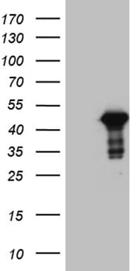 WDR92 Antibody (clone OTI4B5, Carrier-free)