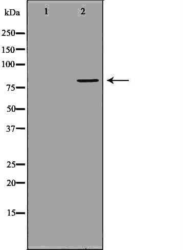 MX1 / MX Antibody