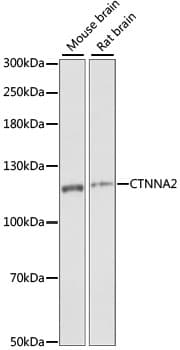 CTNNA2 / Alpha-2 Catenin Antibody