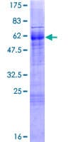 Human FOXI1 Protein (Recombinant GST)
