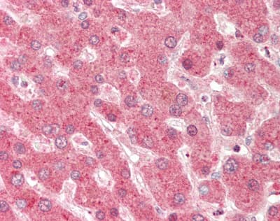 DHODH Antibody (aa35-84)