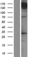UNC13A Protein (Over-Expression Lysate Myc-DDK (Flag))