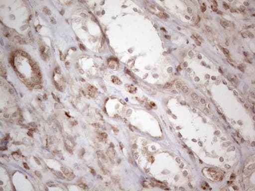 RBMS1 Antibody (clone OTI2H1)