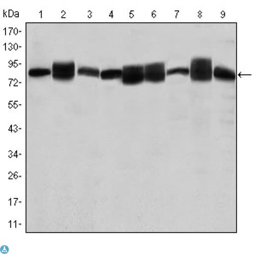 HSP90AB1 / HSP90 Alpha B1 Antibody