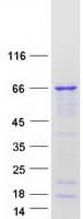 Human UPF3A / UPF3 Protein (Recombinant Myc-DDK (Flag))