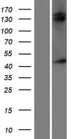 NXF5 Protein (Over-Expression Lysate Myc-DDK (Flag))