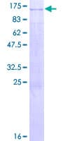 Human RIN1 Protein (Recombinant GST)