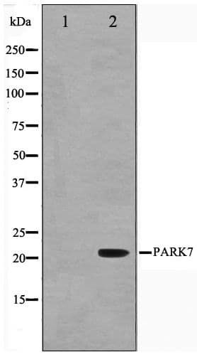 PARK7 / DJ-1 Antibody